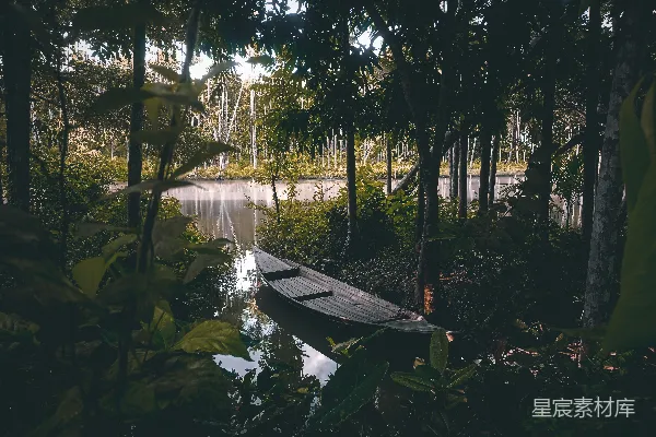 高清摄影 Swamp中的小船