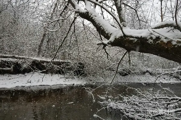 高清摄影 一条河流穿过覆盖着白雪的森林