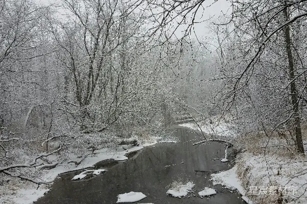 高清摄影 一条小溪穿过覆盖着白雪的森林