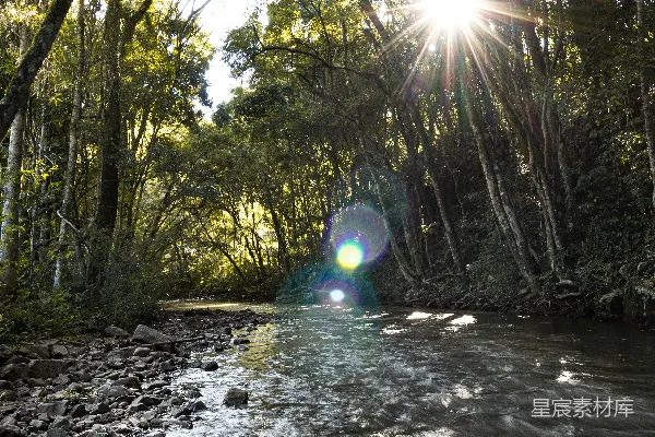 高清摄影 森林中的阳光 bright 照耀在一条河上
