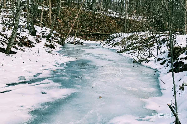高清摄影 一片被树木和白雪围绕的冰河