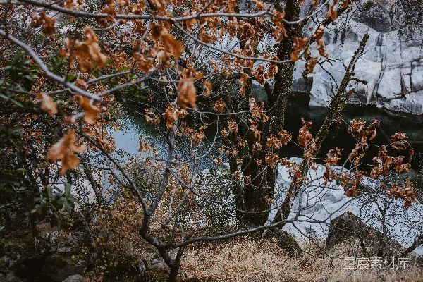 高清摄影 棕叶树