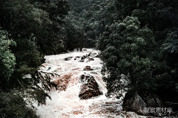 高清摄影 白天绿树间有水滴落