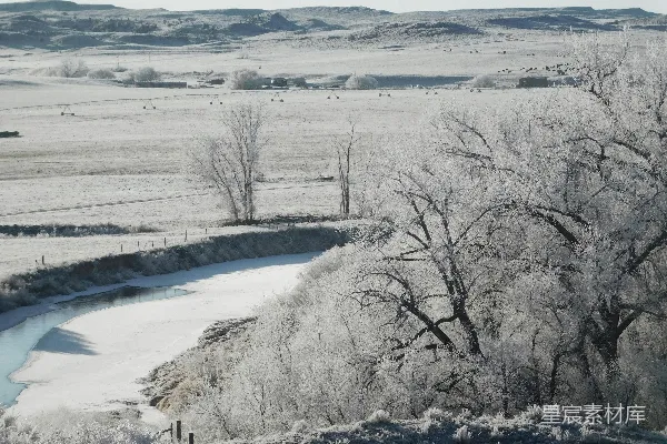 高清摄影 白天树木覆雪