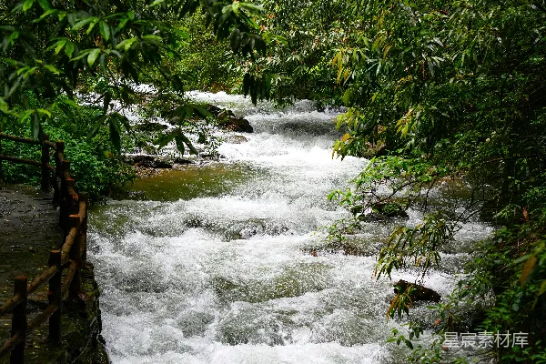 高清摄影 一条河流穿过一片浓密翠绿的森林
