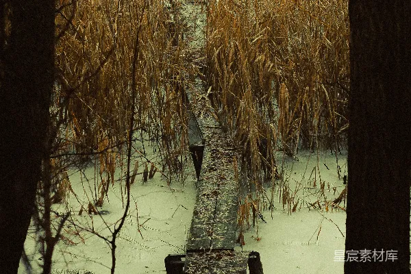 高清摄影 地面上覆盖着白雪的小径在林中蜿蜒。