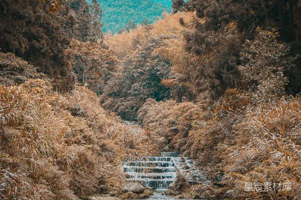 高清摄影 白木桥在棕绿色的树木间白天出现