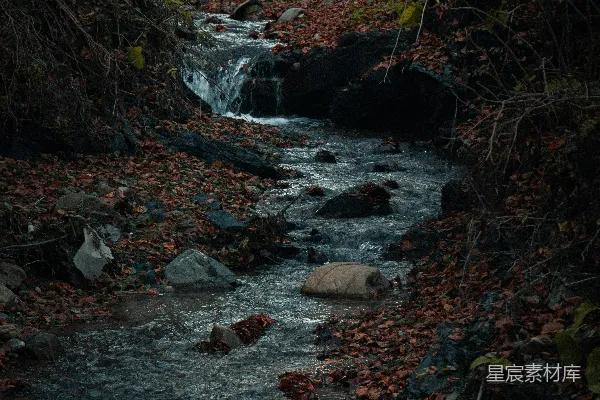 高清摄影 森林中流淌着一条满是落叶的溪流