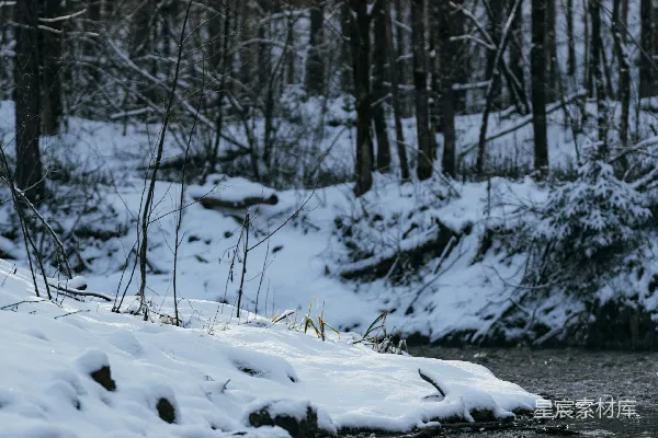 高清摄影 一条溪流穿过覆盖着白雪的森林
