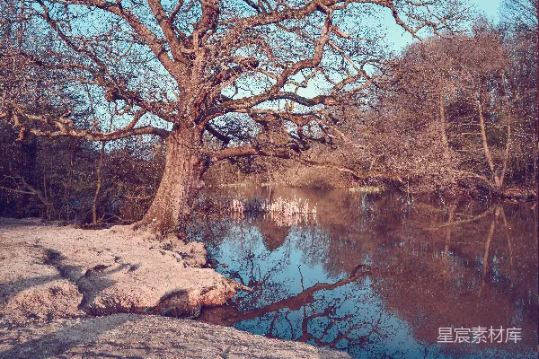 高清摄影 湖边裸树下的蓝天白云之景