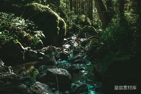高清摄影 近水绿叶树木