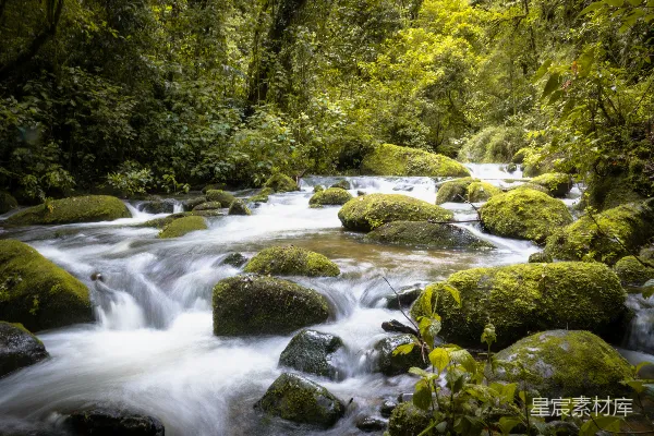 高清摄影 湍急的河水流过茂密的绿植。