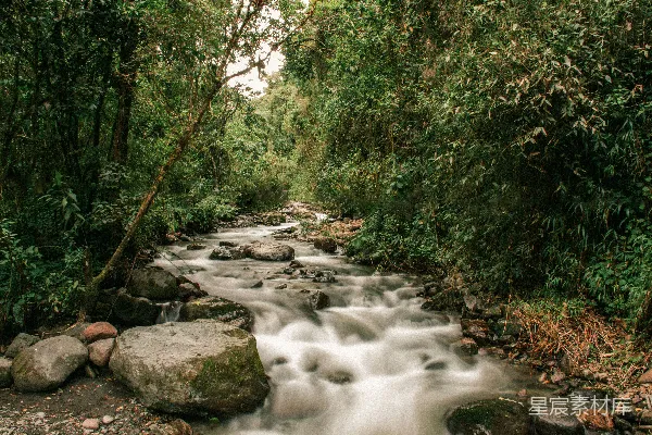 高清摄影 一条河流穿过一片浓绿的森林