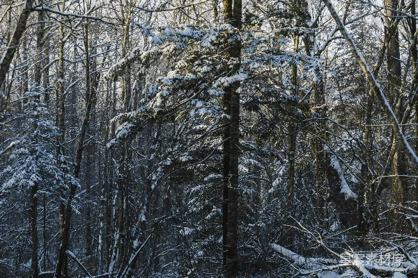 高清摄影 一条溪流穿过覆盖着白雪的森林