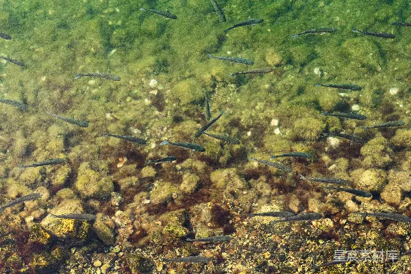 高清摄影 一群鱼在水体中游动