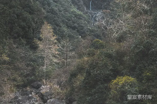 高清摄影 白天河边的绿树