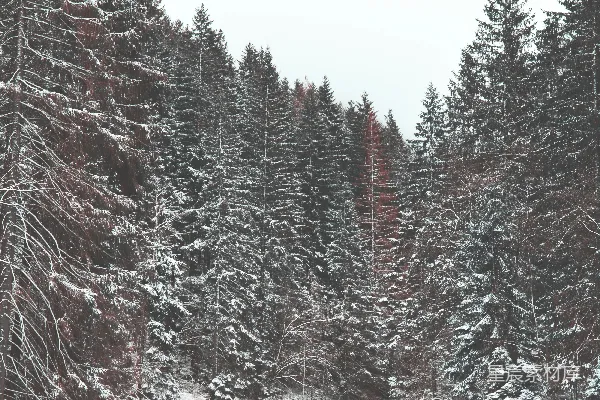 高清摄影 覆盖着白雪的树木和岩石