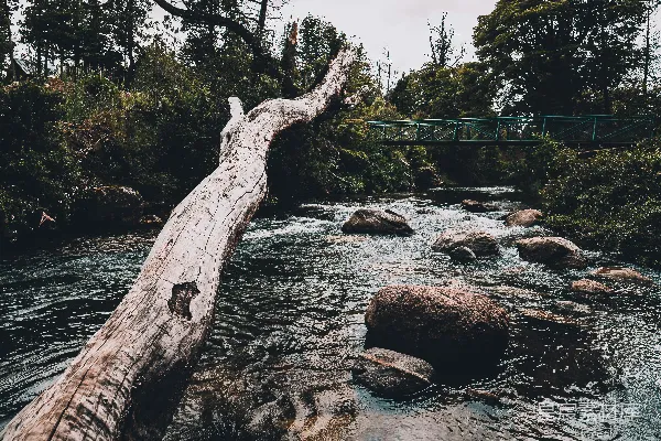 高清摄影 棕色树懒在河边
