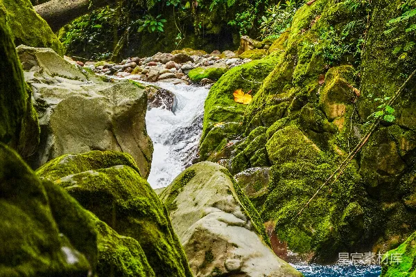 高清摄影 一条穿过郁郁葱葱森林的溪流