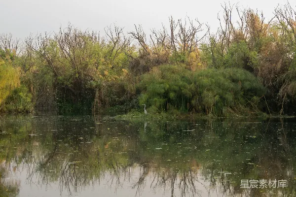 高清摄影 一只鸟站在水边的芦苇旁。