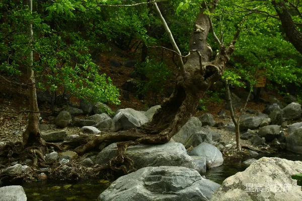 高清摄影 一片宁静的森林景象，有树木和石头。