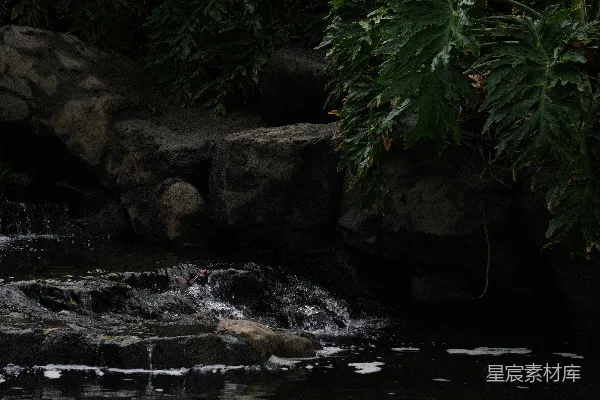 高清摄影 一只鸟站在一块石头上，那块石头位于水中。