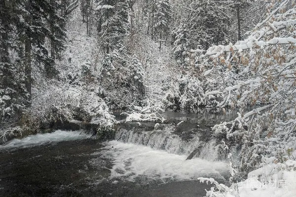 高清摄影 一条河流穿过覆盖着白雪的森林