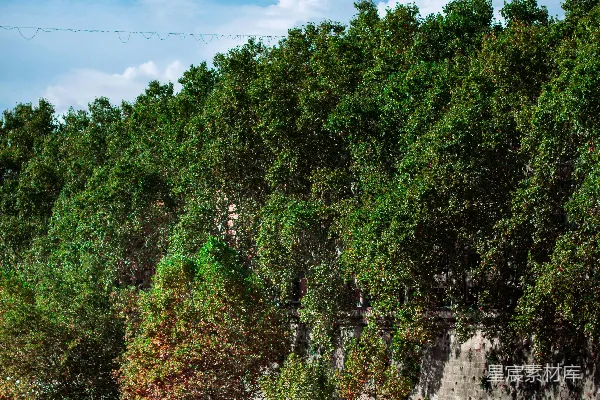 高清摄影 一片被许多树木环绕的水域