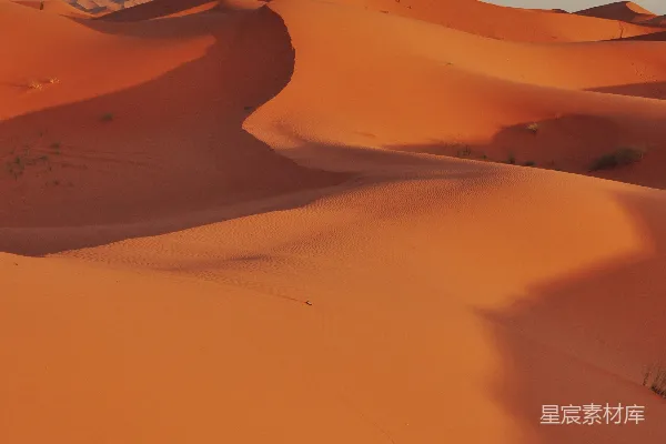 高清摄影 杜鹃沙景