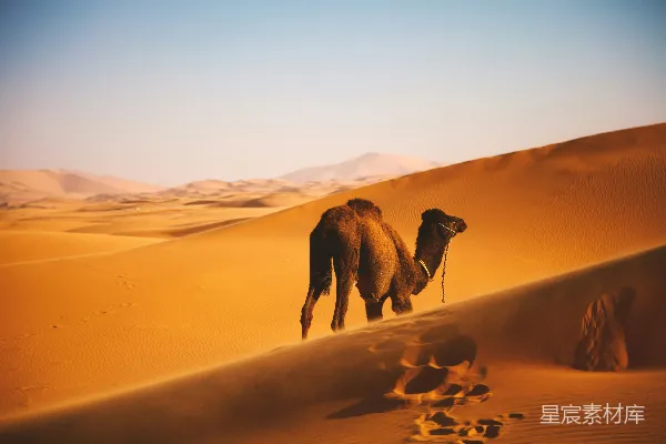 高清摄影 沙漠中的骆驼行走