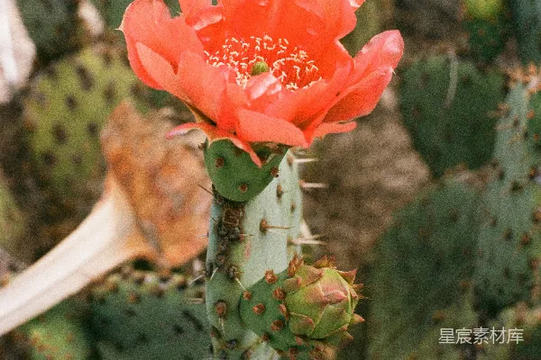高清摄影 绿色植物中的红色花朵