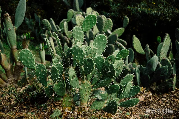 高清摄影 绿色仙人掌植物