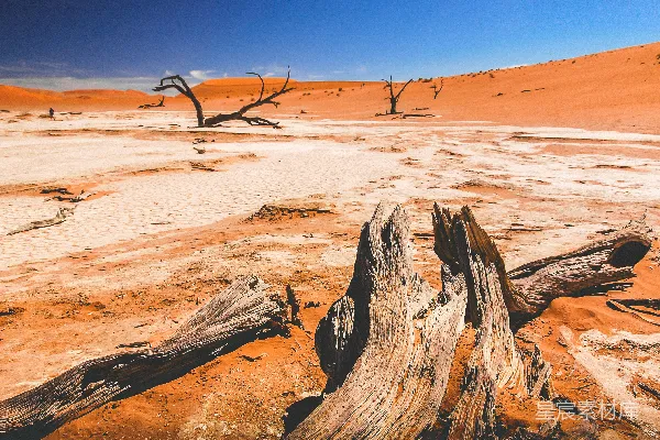 高清摄影 白天沙漠之地漂流木