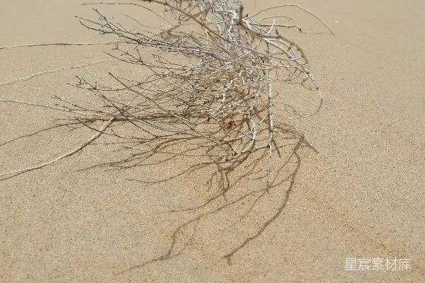 高清摄影 棕色的干草覆盖在棕色的沙上