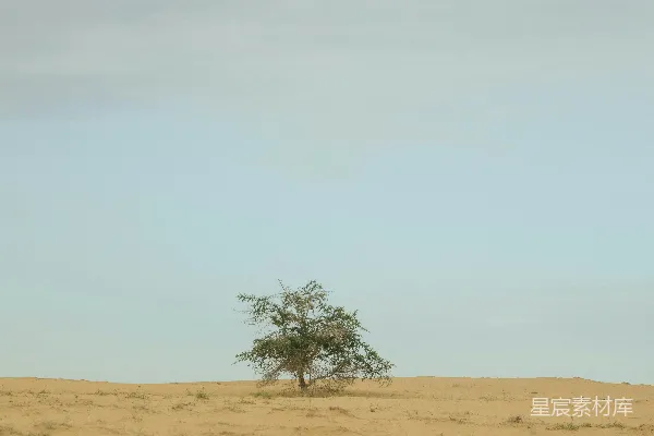 高清摄影 白天绿树映衬在褐色沙地上方，白云蓝天之中。