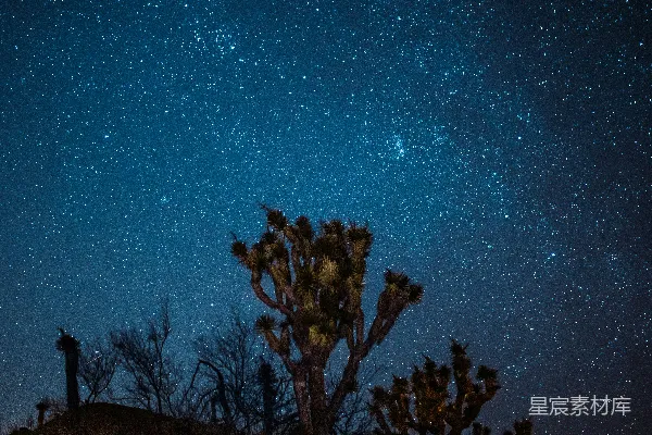 高清摄影 夜晚的棕色和绿色树木
