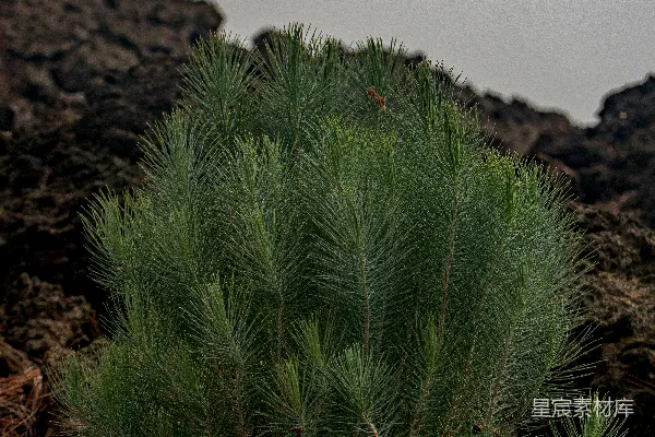 高清摄影 一株翠绿色的小植物坐在一块岩石山坡的顶端。