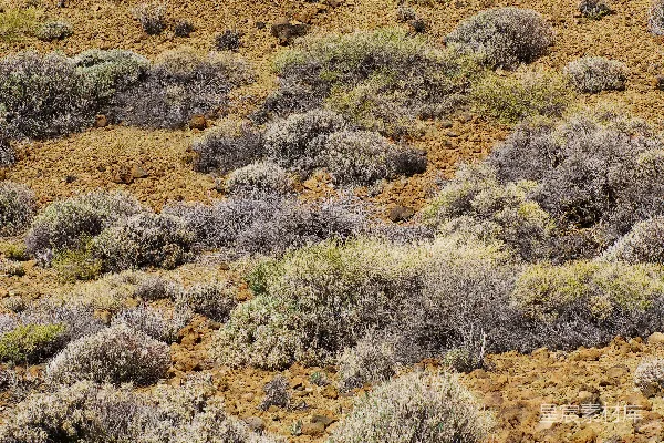 高清摄影 干燥瘠薄的岩石地形，稀疏生长着一些坚韧的植被。
