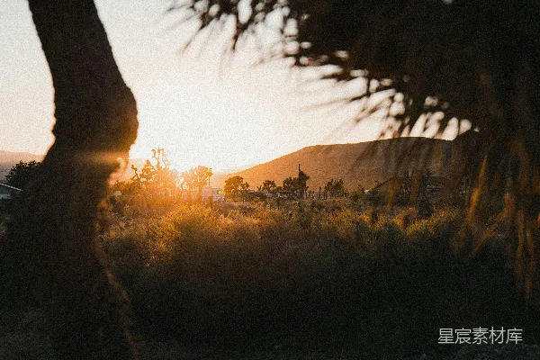 高清摄影 远处的树后太阳正在落山