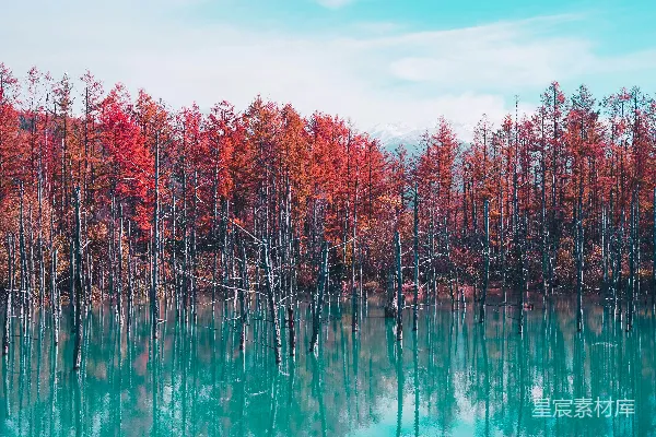 高清摄影 红树与水面景色