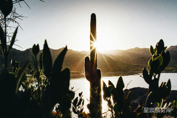 高清摄影 前景一株仙人掌，背景一片湖泊
