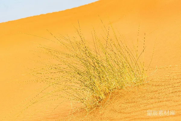 高清摄影 沙丘顶部长出的草