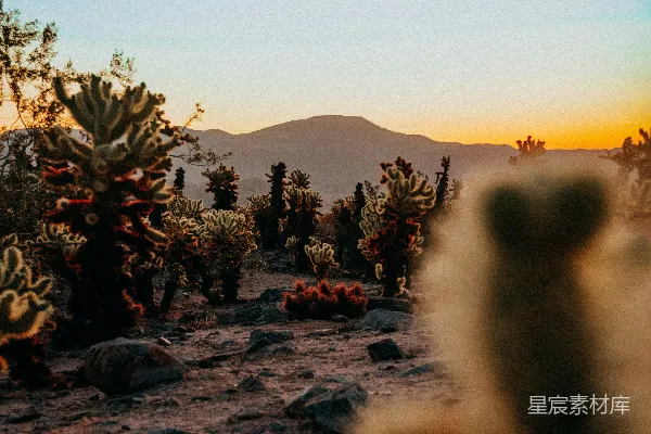 高清摄影 前景是一株仙人掌，背景是山峦。