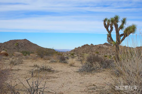 高清摄影 一片沙漠景象，背景中有仙人掌和山峰。