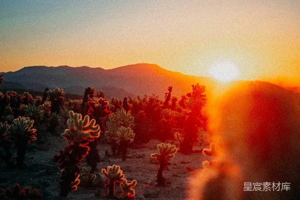 高清摄影 沙漠中的太阳正在落山，伴随着仙人掌。