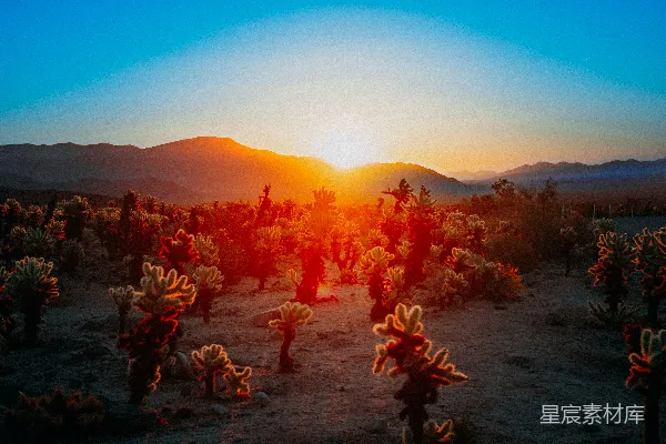 高清摄影 夕阳西下，一片沙漠之中有仙人掌。
