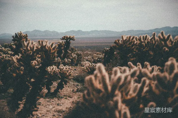高清摄影 仙人掌植物