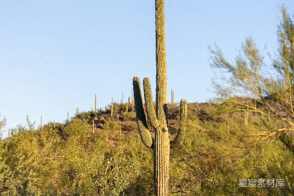 高清摄影 高大的仙人掌矗立在一片沙漠景观中。