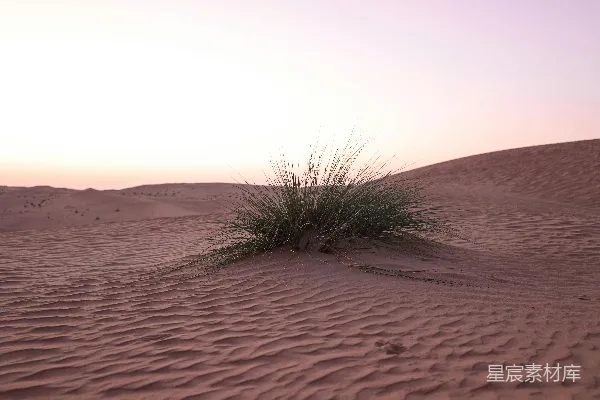 高清摄影 沙漠中的一株小植物