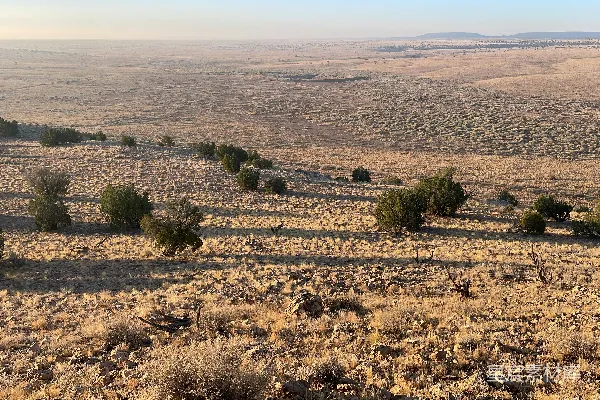 高清摄影 一群羊在一片覆盖着干草的田野上 grazing。